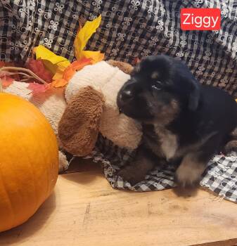 Puppy Ziggy -  Dachshund Dog for Adoption in Los Angeles, California - Puppy Ziggy | PetCurious