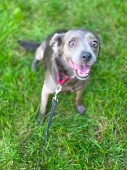 Graycee -  Mixed Breed Dog for Adoption in Orland Park, Illinois - Graycee | PetCurious