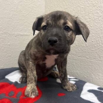 Labrador Retriever and Chow Chow Dogs Available for Adoption - 906D (2026) Astro | PetCurious