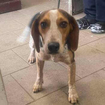 Mixed Breed Dogs Available for Adoption - Colin Stray Hold 2/12 | PetCurious