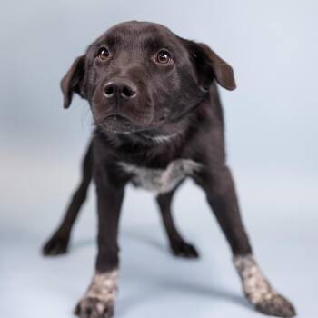 Mixed Breed Dogs Available for Adoption in Portland, Oregon - Sue | PetCurious