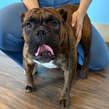 Boxer Dogs Available for Adoption in Loxahatchee Groves, Florida - Ginger AKA Gigi 2067 | PetCurious