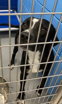 Rescue Labrador Retriever and Boxer Dogs for Adoption in Hartsville, South Carolina - Cruiser | PetCurious