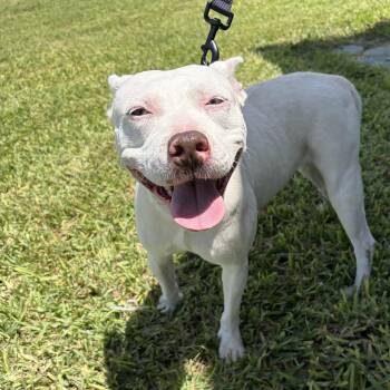 Palmer -  Bull Terrier Dog for Adoption in Harlingen, Texas - Palmer | PetCurious