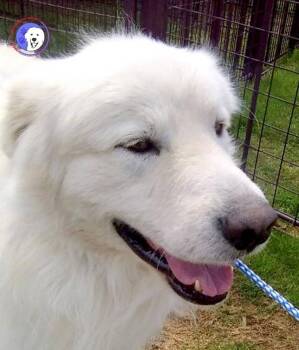 Great Pyrenees Dogs Available for Adoption - Mavis | PetCurious