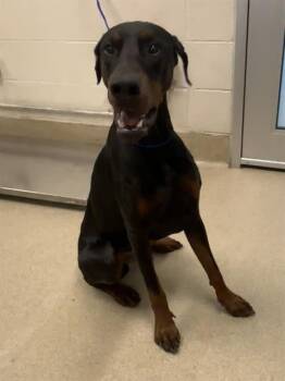Doberman Pinscher and Mixed Breed Dogs Available for Adoption in Grand Prairie, Texas - BOOM | PetCurious