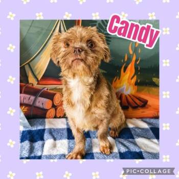 Candy -  Shih Tzu Dog for Adoption in Ringwood, New Jersey - Candy | PetCurious