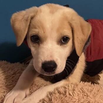 Louie -  Yellow Labrador Retriever Dog for Adoption in Brainerd, Minnesota - Louie | PetCurious