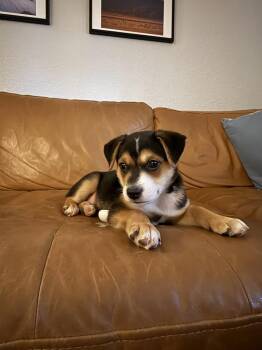 PONGO -  Shepherd Dog for Adoption in Broomfield, Colorado - PONGO | PetCurious