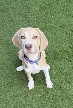 Zora -  American Bulldog Dog for Adoption in Lakeland, Florida - Zora | PetCurious
