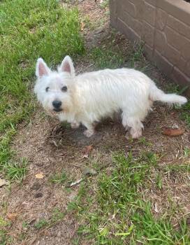 Rocky -  West Highland White Terrier Westie Dog for Adoption in Baton Rouge, Louisiana - Rocky | PetCurious