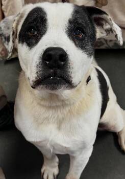 CONSTANTINE -  American Bulldog Dog for Adoption in Elizabethton, Tennessee - CONSTANTINE | PetCurious