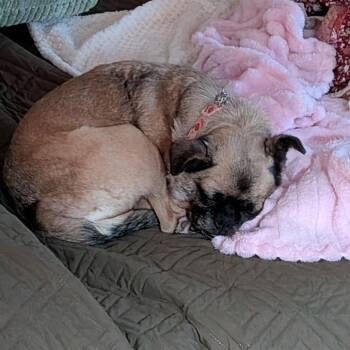 Ladybug -  Pug and Mixed Breed Dog for Adoption in Potomac, Maryland - Ladybug | PetCurious