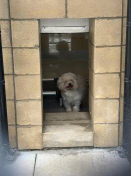Bentley -  Maltese and Shih Tzu Dog for Adoption in Greenfield, Indiana - Bentley | PetCurious