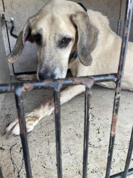 LD -  Black Mouth Cur Dog for Adoption in St. Cloud, Florida - LD | PetCurious