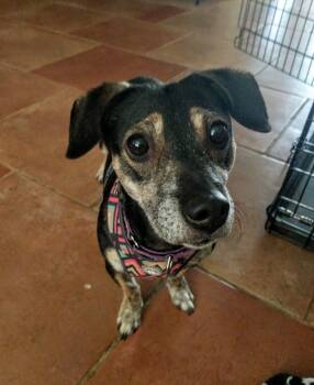Darcie -  Dachshund Dog for Adoption in Phoenix, Arizona - Darcie | PetCurious
