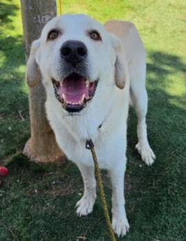Mandalorian -  Great Pyrenees Dog for Adoption in Sedalia, Colorado - Mandalorian | PetCurious