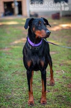 Rosey -  Doberman Pinscher Dog for Adoption in Douglasville, Georgia - Rosey | PetCurious