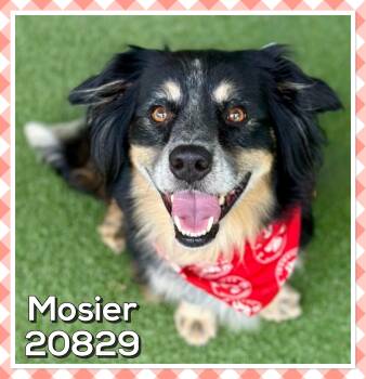 MOSIER -  Border Collie and Australian Shepherd Dog for Adoption in Marietta, Georgia - MOSIER | PetCurious
