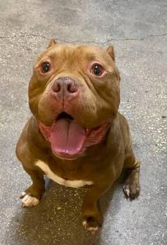 Googan -  Mixed Breed Dog for Adoption in Ocala, Florida - Googan | PetCurious