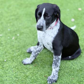 Coonhound and Labrador Retriever Dogs Available for Adoption in Lakewood Ranch, Florida - Garth Brooks | PetCurious