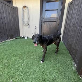 Travis 7766 -  Boxer and Mixed Breed Dog for Adoption in Loxahatchee Groves, Florida - Travis 7766 | PetCurious