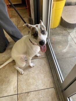 Rescue Mixed Breed Dogs for Adoption in Cincinnati, Ohio - Ray Of Sunshine | PetCurious