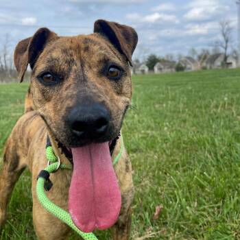 Mixed Breed Dogs Available for Adoption in Bentonville, Arkansas - BonBon | PetCurious