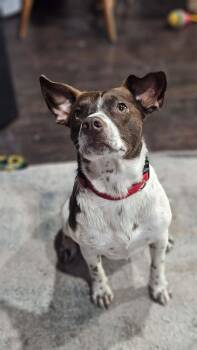 Jack Russell Terrier and Beagle Dogs Available for Adoption in Cleveland, Texas - Banjo  | PetCurious