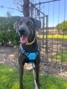 Weimaraner Dogs Available for Adoption in Los Angeles, California - Hades | PetCurious