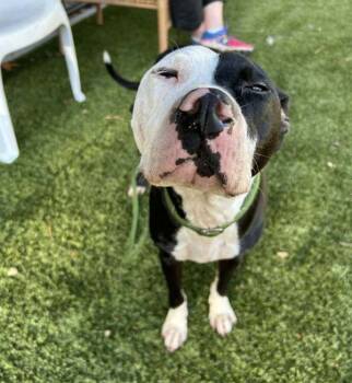 Rescue American Staffordshire Terrier Dogs for Adoption in Raleigh, North Carolina - Moo Moos | PetCurious