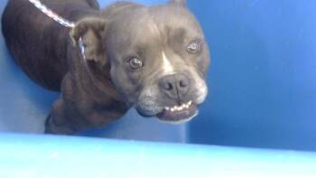 Rescue Mixed Breed Dogs for Adoption in Dallas, Texas - MAGGIE | PetCurious