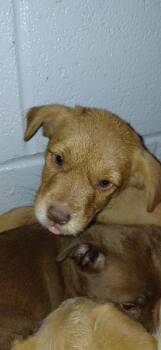 Mixed Breed Dogs Available for Adoption in Henderson, North Carolina - Bolero | PetCurious