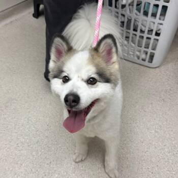 Pomeranian and Husky Dogs Available for Adoption in Murray, Utah - Loki | PetCurious