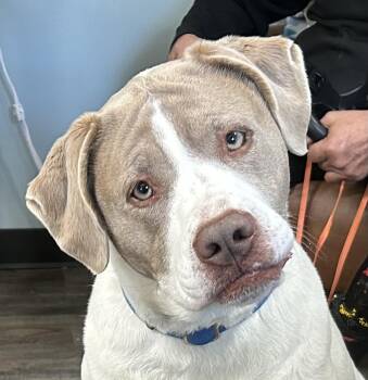 Weimaraner and Labrador Retriever Dogs Available for Adoption - Sadie Golden | PetCurious