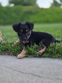 Beckett -  Chihuahua Dog for Adoption in Penryn, California - Beckett | PetCurious