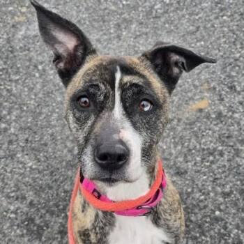 Mixed Breed Dogs Available for Adoption - Maddy | PetCurious