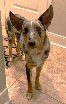 Oz TX -  Australian Shepherd Dog for Adoption in Boonton, New Jersey - Oz TX | PetCurious