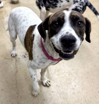 Rescue Pointer and Catahoula Leopard Dog Dogs for Adoption in La Grange, Texas - Moonshine | PetCurious