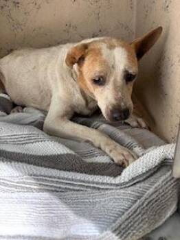 Amelia -  Terrier and Mixed Breed Dog for Adoption in Honolulu, Hawaii - Amelia | PetCurious