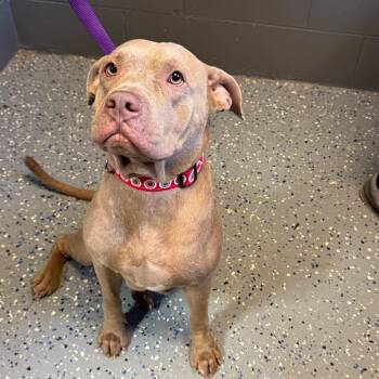 TUSC-Stray-85803_2 -  Pit Bull Terrier and Mixed Breed Dog for Adoption in Tuscaloosa, Alabama - TUSC-Stray-85803_2 | PetCurious