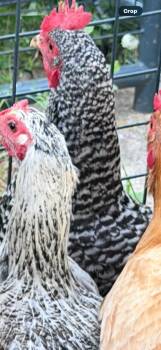 Mixed Breed Dogs Available for Adoption in Columbia, Tennessee - Chicken #6 | PetCurious