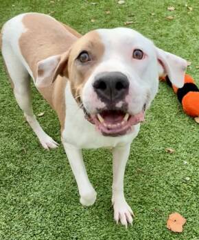 Rescue Pit Bull Terrier and Mixed Breed Dogs for Adoption in Valley View, Ohio - Tarot | PetCurious