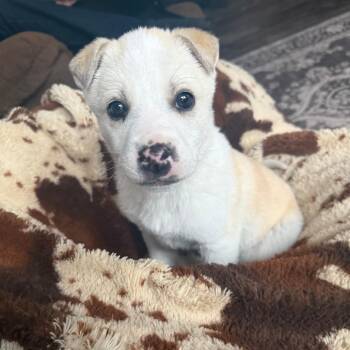 Mixed Breed Dogs Available for Adoption - Novato | PetCurious