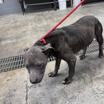 Pit Bull Terrier Dogs Available for Adoption - Tinker Bell | PetCurious