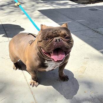 American Bulldog and Mixed Breed Dogs Available for Adoption in Las Vegas, Nevada - BON QUI QUI | PetCurious