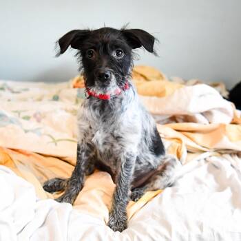 Rhaenyra -  Terrier Dog for Adoption in Fort Collins, Colorado - Rhaenyra | PetCurious