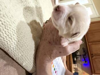 Starla HTX -  Great Pyrenees Dog for Adoption in Quinlan, Texas - Starla HTX | PetCurious