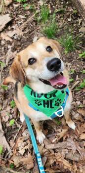 Beagle and Mixed Breed Dogs Available for Adoption in Peoria, Illinois - CLEO | PetCurious