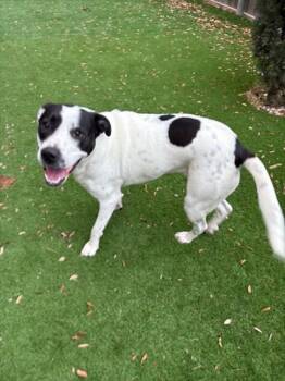 SPOT -  Terrier Dog for Adoption in San Antonio, Texas - SPOT | PetCurious